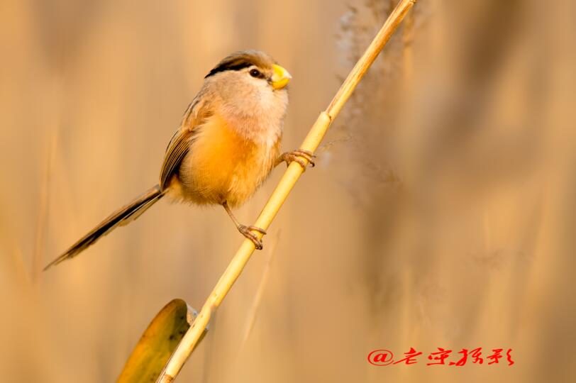 震旦鸦雀（五）