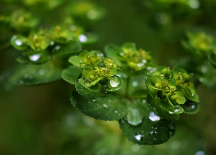 雨露下的花草（四）