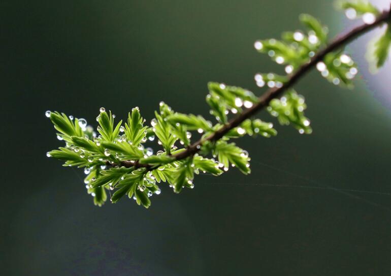 雨露下的花草（三）