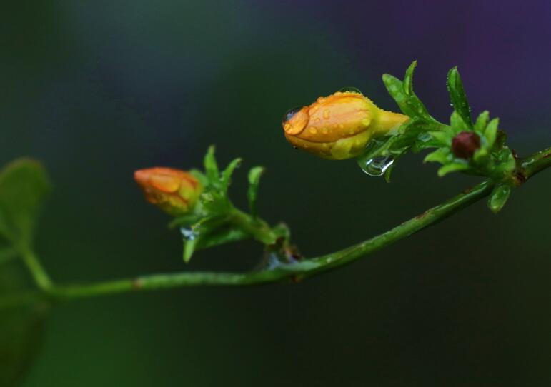 雨露下的花草（二）